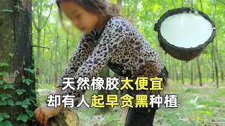 【野兽beast】 天然橡胶树种植难，一棵树耗费1年，仅能生产17斤不到的汁液！