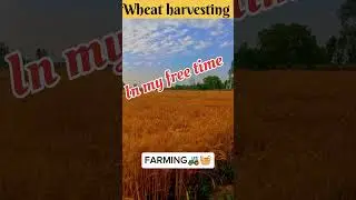 wheat harvesting #🚜🧺#farming##wheat#trending#viral#youtube#trendingg#short