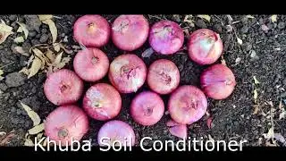 Onion organic Talikoti  Shri. Parashuram Jalapur.    9945686645  Yield: 160 Bags per acre of 50 Kg.