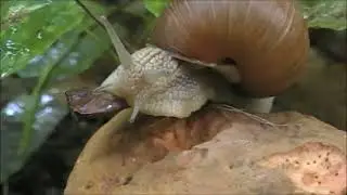 Roman snail