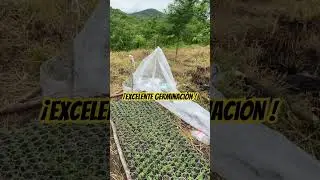 Germinaci&oacute;n semilla de cannabis.! #shorts  #cannabiscommunity #nature #sierra
