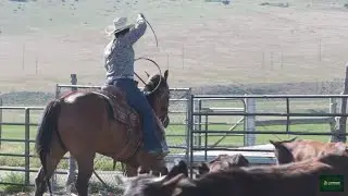 Cómo empezar en la GANADERÍA sin dinero (la verdad que nadie te dice) 🐄🔥#viral #ganadera