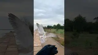 Alap alap turun kayak jet shukoi #burungalapalap #birds #alapalap #elang #elangeagle