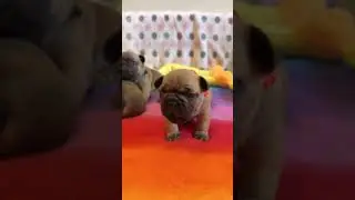 Puppy HUNGRY Noises?! Pup Crying for Dinner #dog #cryingpuppy #puppy #cute #animals #dogs