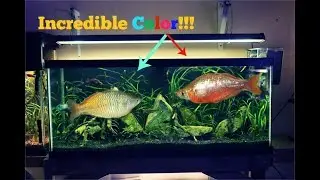 Beautiful Australian Rainbow Fish Saved The Show| Planted Tank Melts!!!