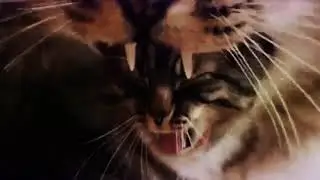 d3bAU4 x SKELE7 - Cats (Official Video)