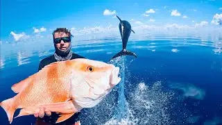 CRAZY DOLPHIN FOOTAGE