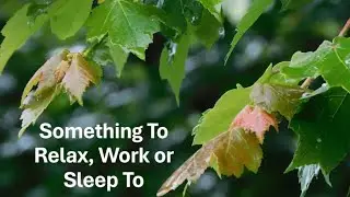 Soothing Rain In The Trees and Relaxing Music to Relax and Sleep To 2