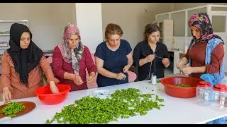 Çermik biberinde hasat başladı