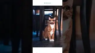 cat vs chuha man