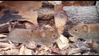 Bank vole confrontations