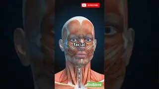 🟣 &ldquo;These &lsquo;Muscles&rsquo; Don&rsquo;t Work Like Muscles 😳 #facialexpressions #weirdbiology&rdquo;