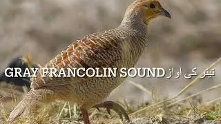 GRAY FRANCOLIN VOICE ||||||مادی تیتر کی آواز
