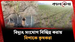 Hundreds of bighas of Boro fields are drying up due to lack of electricity connection | Gaibandha | Kalbela News