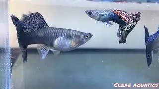Red Dragon Guppy - Show Quality Guppies - Poecillia reticulata - Gary's Fishrooms