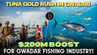 Tuna Gold Rush in Gwadar| &pound;200 boost for Gwadar fishing industry|Balochistan Pulse