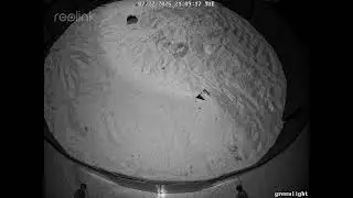 Ghost Crab escape response behavior Fight 4
