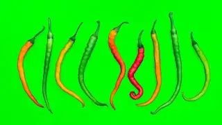 🌶️ HOT CHILI PEPPER 🌶️  Frame MOTION 💯| #greenscreen effects - chroma key animations VIDEO HD *1080*
