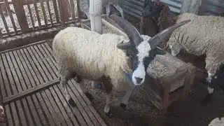 Jacob Sheep Stud for breeding in village farm