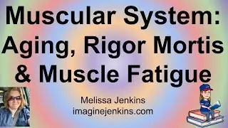 Muscle Fatigue, Aging and Rigor Mortis: Muscular System Concepts