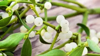 Mistletoe | North Carolina, Naturally