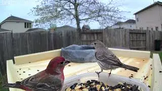 Willy's Garden 031324 