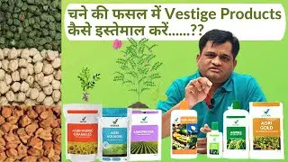 चने की फसल में Vestige agri Products कैसे इस्तेमाल करें | Chane ki Fasal Me Vestige Agri Products