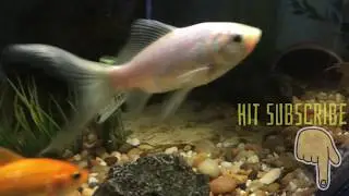 Let Me Show You My Fish Room (New 2018)
