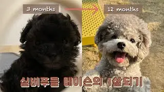 [ 푸들 1년 성장과정 ] 까만털뭉치🖤 메이슨의 성장기록 / 실버토이푸들, 강아지성장과정