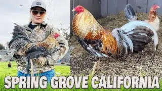 Beautiful Color Birds Dom Spring Grove Farm California Farm Visit