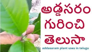 అడ్డసరం గురించి తెలుసా || addsaaram plant uses in telugu || రోడ్డు మీద దొరికేదే కదా అని వదలొద్దు ||