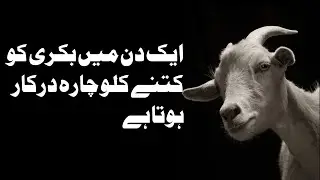 per day food for goat - ek din bakri ka chara