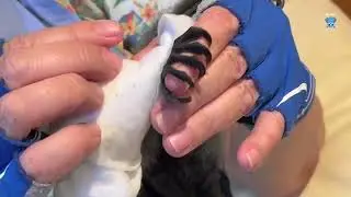 Baby flying-fox in care:  Gosling on day 4 with Maggie (part 1)