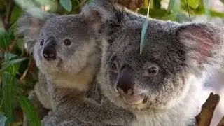 New Koala Exhibit Debuts at San Diego Zoo