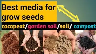 #394#Best media for grow seeds/cocopeat/garden soil/soil/compost 