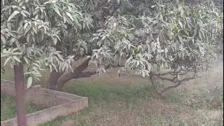 Call 8400839340 to buy this land at kallipur varanasi 