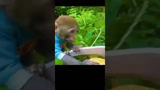 Monkey Face Cute 2 Oxy Funny Hot Monkey