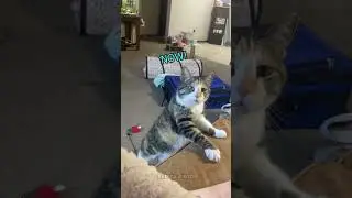 Animal Reactions: Funniest Moments That Will Brighten Your Day! 🐾🤣