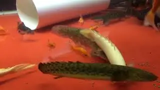 Eel-Tail Catfish - Tandanus tandanus