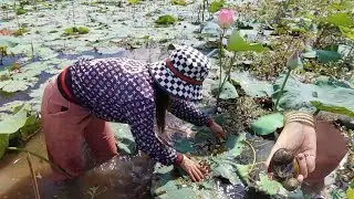 A Girl Catching Snails to Cook for Family, the best way to catch snails #ep22