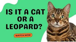 15 Shocking Bengal Cat Facts (Especially the Truth Behind #7!)
