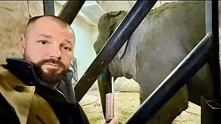 Вы нигде не увидите как делают УКОЛЫ слонам! Слонихе Дженни делают укол!
