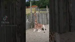 Kristiansand Dyrepark🐯🦁🐵🦒🦩🦧