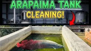 Arapaima fish Tank Cleaning Update || Arapaima || Newlight Aquaworld || by Bikram