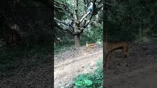 chatching real Deer 🦌🦌#shorts #short #viral #youtubeshorts #trending #youtube #reels #video