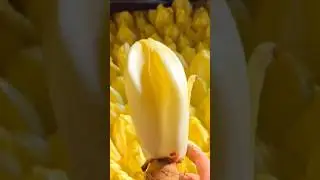 Endive chicory #farming #farm #vegetables #facts