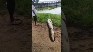 Snakehead fish walking on land 🎣🎣
