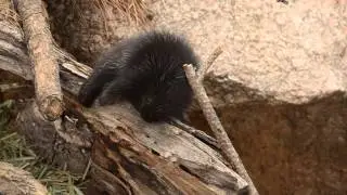 North American Porcupette
