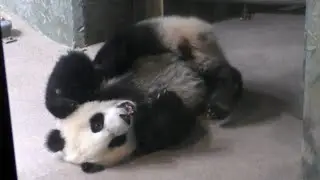 💞🐼Xiao Qi Ji tumbled round in doorways & played with mama Mei after brunch yesterday🐾