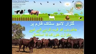 Feedlot Fattening & Balanced Nutrition for Cattles at Gulzar Livestock Farm